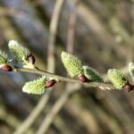 Česko – Přeháňky zasáhnou východ uzemí a jinde se ukáže slunce 4