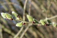 Česko – Přeháňky zasáhnou východ uzemí a jinde se ukáže slunce 86