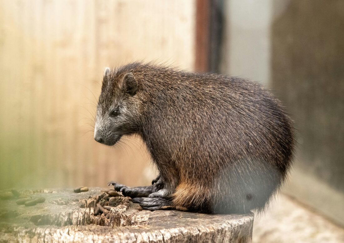 Zoo Praha – Ondřej Sokol odhalí pohlaví mláděte vombata