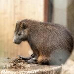 Zoo Praha – Ondřej Sokol odhalí pohlaví mláděte vombata 8