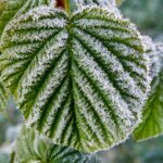 Evropa – Po neobvykle teplém týdnu hrozí návrat mrazů 8